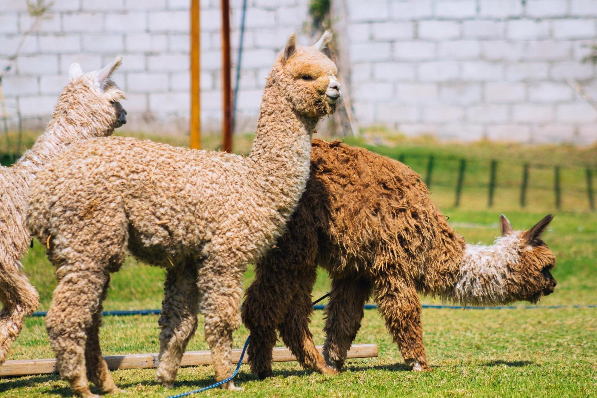 Hacienda Del Valle Sagrado Urubamba Eksteriør billede